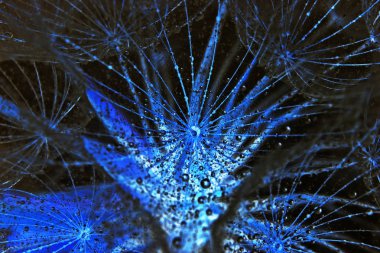 Karahindiba çiy ile soyut görüntüsü. Yaprağın üzerinde yakın çekim