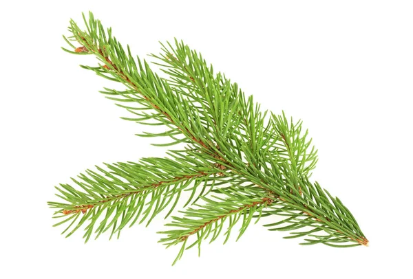 Groene fir tak voor Kerstmis, witte achtergrond — Stockfoto