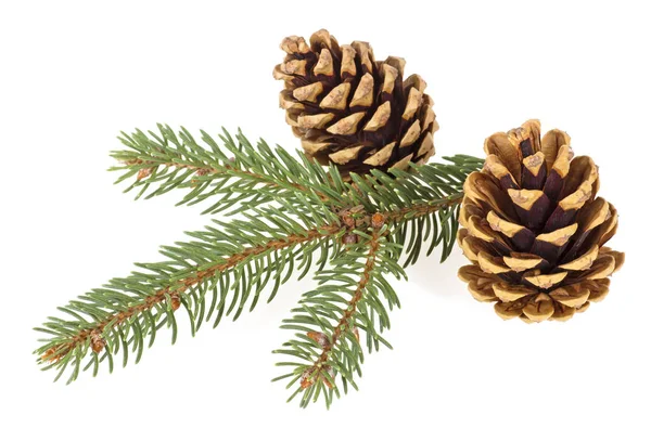 Sprig of pine with cones isolated on a white background — Stock Photo, Image