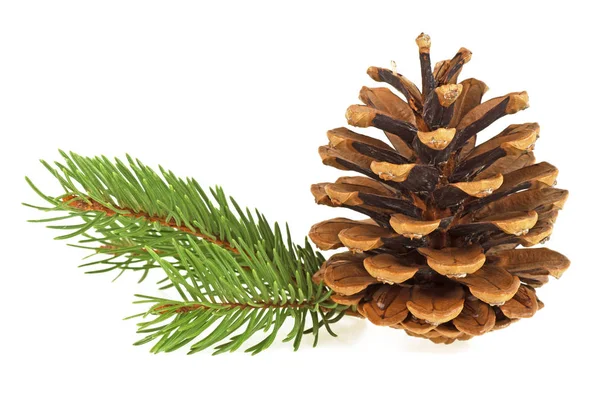 Branch of fir-tree and cone on a white background, closeup — Stock Photo, Image