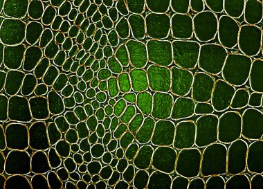 Yeşil deri doku arka plan. Portre fotoğraf.