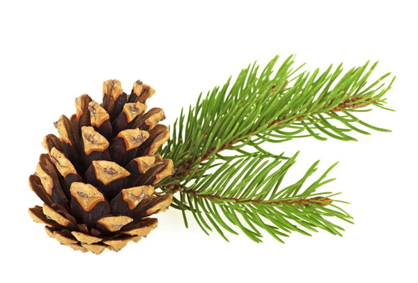 Christmas decoration - bunch of fir tree with cone isolated on w