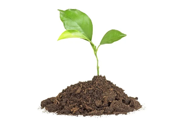 Jonge plant van pomelo in bodem humus op een witte achtergrond Rechtenvrije Stockfoto's