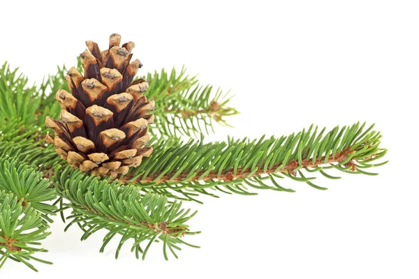 Spruce branches and pine cone over white background — Stock Photo, Image