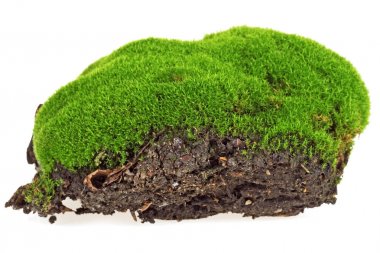 Beyaz bir arka plan üzerinde closeup izole yeşil yosun