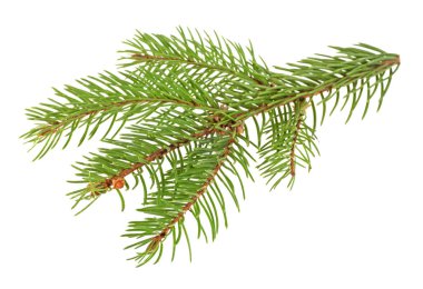 Beyaz bir arka plan üzerinde izole köknar ağacı dalı