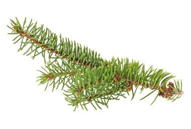 Beyaz bir arka plan üzerinde izole Noel ağacı dalı