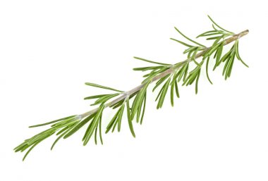 Dal taze biberiye beyaz arka plan üzerinde