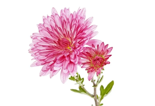 Flor de outono: flor de crisântemo rosa isolado em backg branco — Fotografia de Stock