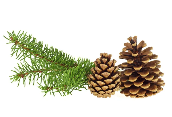 Ramo dell'albero di Natale con coni isolati su sfondo bianco — Foto Stock