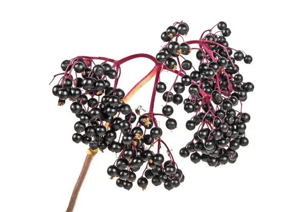 Siyah mürver meyve sağlıklı f, beyaz bir arka plan izole — Stok fotoğraf