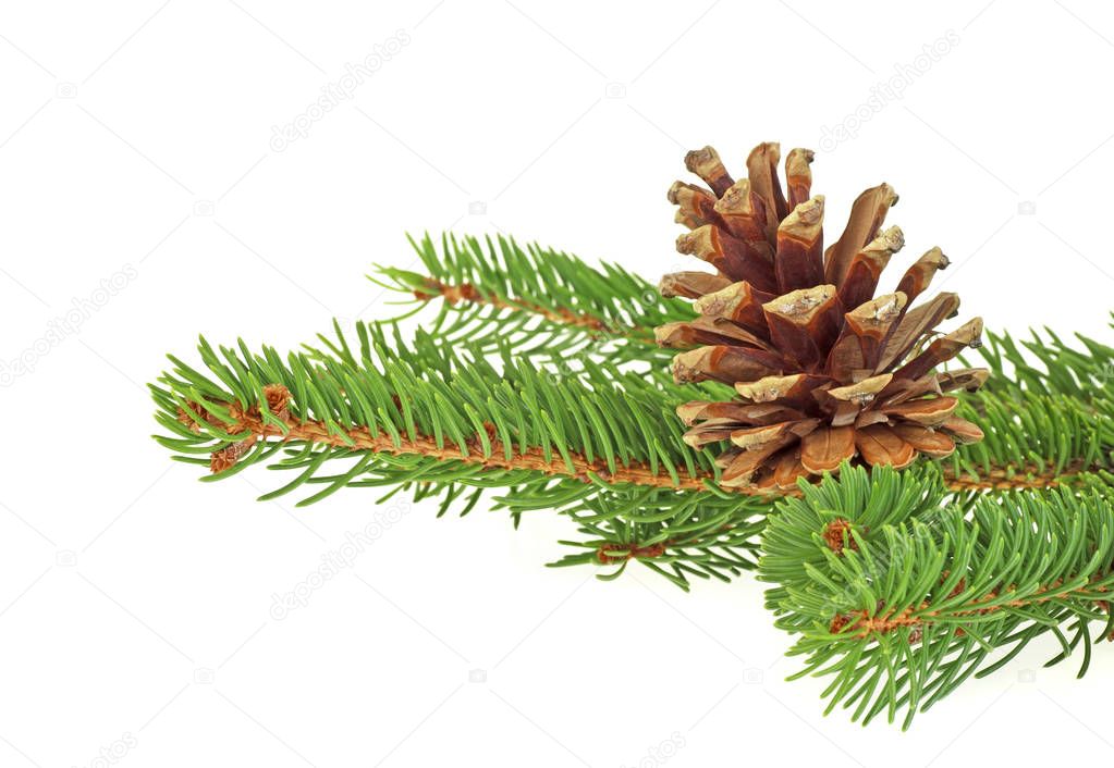 Fir tree branch with cone isolated on white background