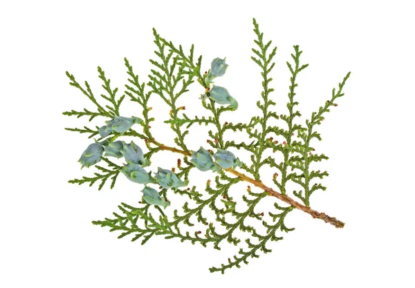 Takje thuja op een witte achtergrond — Stockfoto