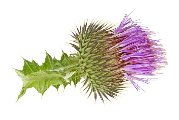 Thistle flower isolated on white background — Stock Photo, Image