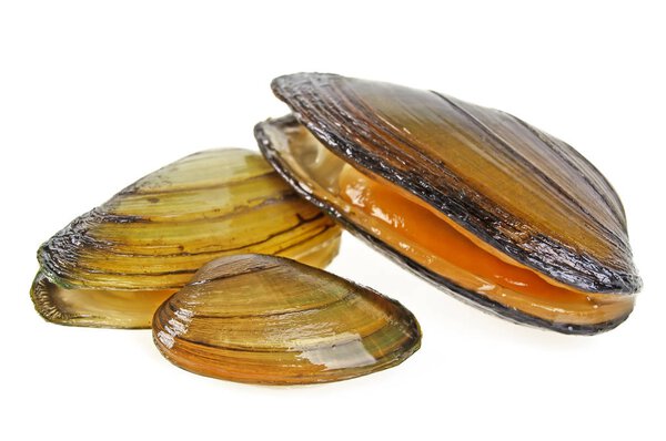 моллюски изолированы на белом фоне
