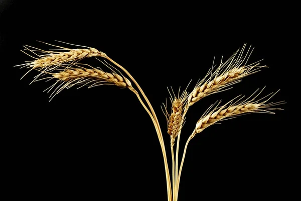 Ears of wheat on black background — Stock Photo, Image