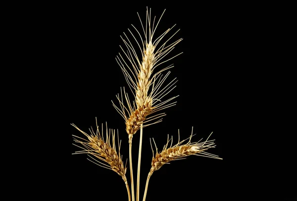 Колючки пшеницы на черном фоне — стоковое фото