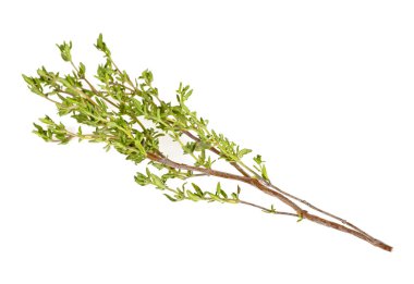 Kekik taze bitkisi beyaz arkaplanda izole edilmiş.