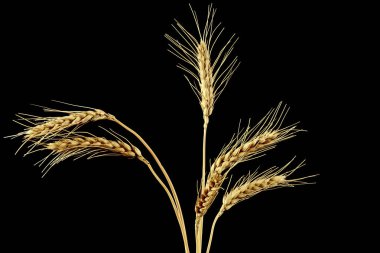 siyah arka plan üzerine buğday Başak