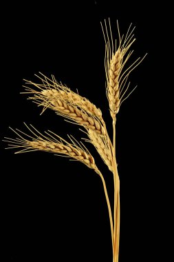 Siyah arka plan üzerine izole kulaklar