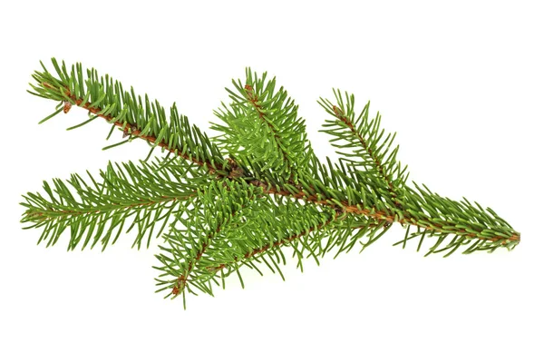 Fir tree branch isolated on a white background — Stock Photo, Image