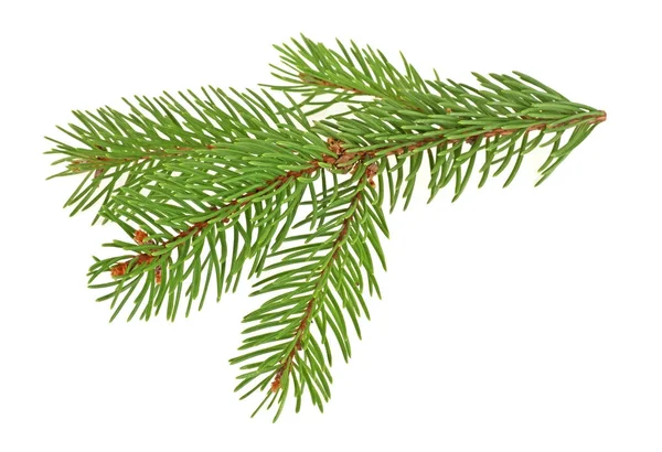 Zweig des Weihnachtsbaums isoliert auf weißem Hintergrund — Stockfoto