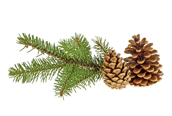 Two pine cones with branch on a white background — Stock Photo, Image