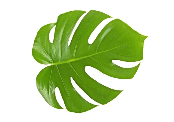 Foglia Monstera isolata su sfondo bianco — Foto Stock