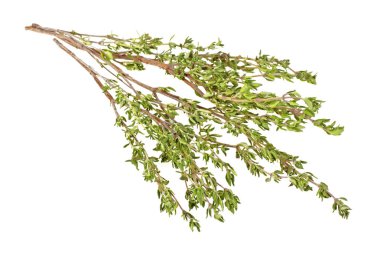 Beyaz bir arka plan üzerinde izole kekik ot