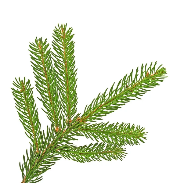 Fir branch isolated on white background — Stock Photo, Image