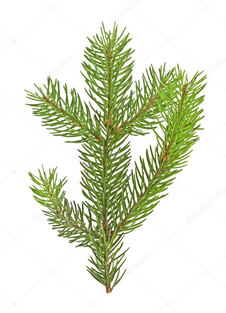 Fir branch isolated on white background, Christmas tree