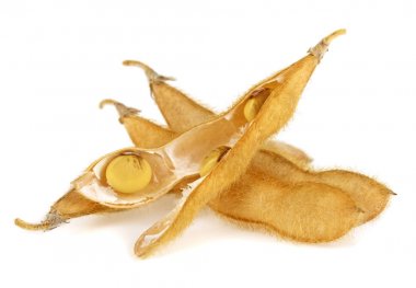 Beyaz arka plan üzerinde izole soya bakla. Soya - protein bitki 