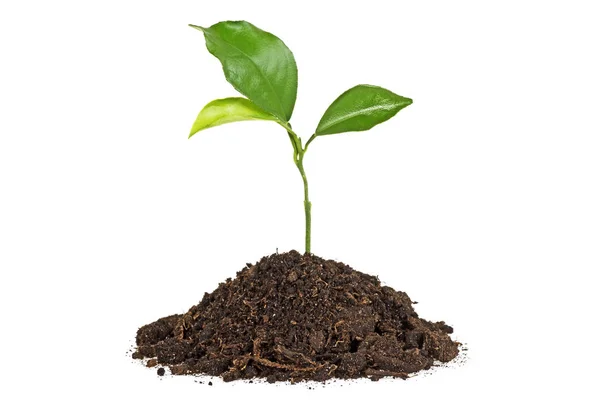 Jeune plante avec humus isolé sur fond blanc — Photo