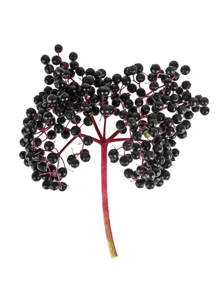 Sureau noir fruits frais isolés sur fond blanc — Photo