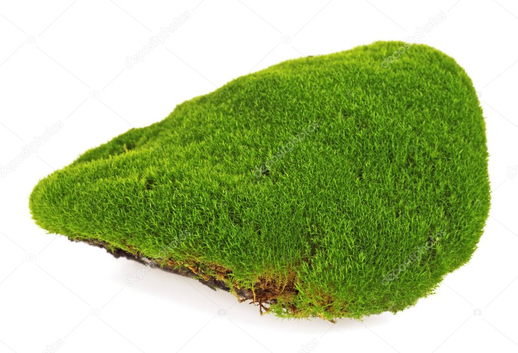 Moss isolated on white background, closeup