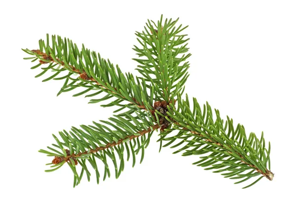 Closeup of fir branch isolated on white background — Stock Photo, Image