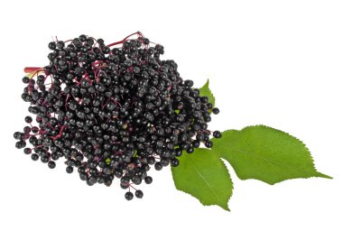 Elderberries yaprakları üzerinde beyaz bir arka plan ile dal