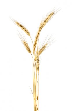 Spike Rye beyaz bir arka plan üzerinde