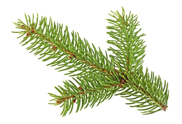 Fir tree branch isolated on a white background — Stock Photo, Image