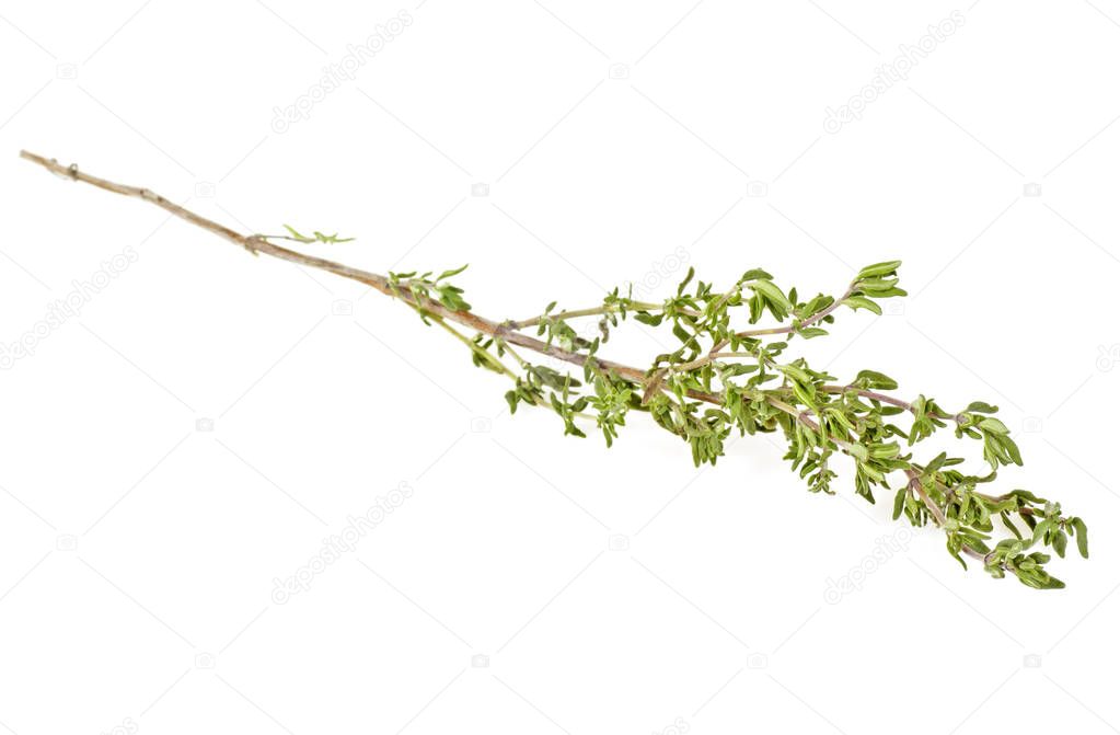 Branch of thyme on a white background, ready to be cooked.