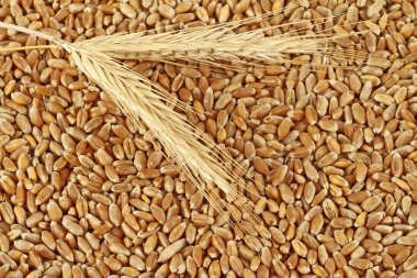 Taneleri buğday ve buğday spikelets, üstten görünüm
