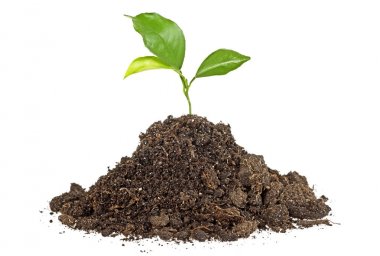 fide beyaz zemin üzerine izole toprakta büyüyen ağaç bitki