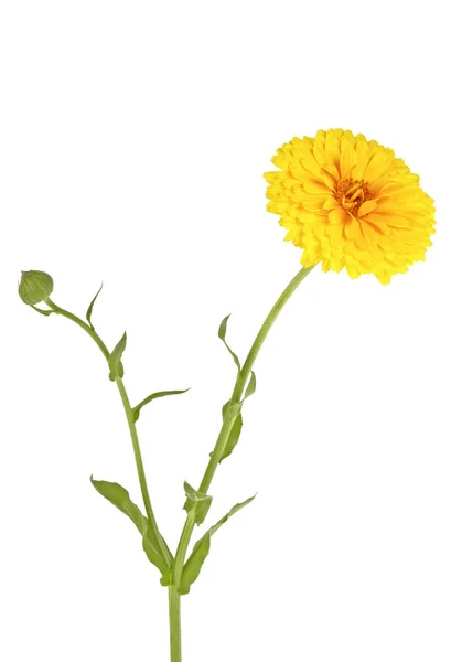 Calendula officinalis fiore isolato su sfondo bianco — Foto Stock