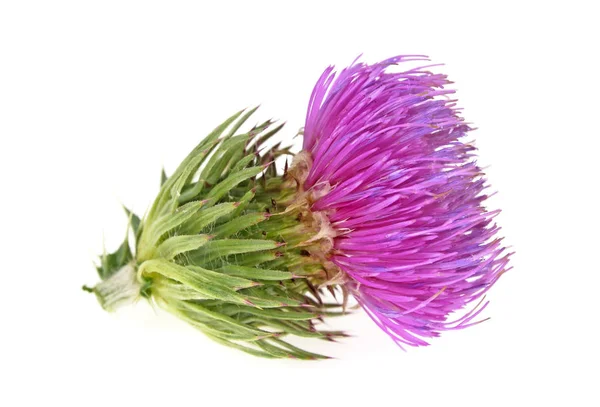 Flor de cardo mariano aislada sobre un fondo blanco — Foto de Stock