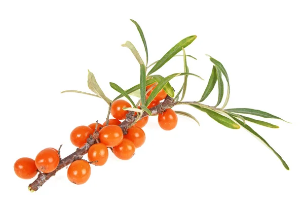 Deniz cehri çilek şube ile izole üzerinde beyaz backg yaprakları