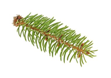 Beyaz bir arka plan üzerinde küçük köknar ağacı dalı