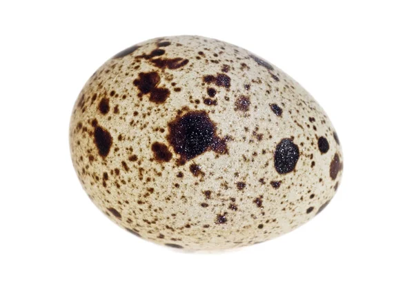 Single quail egg isolated over white background — Stock Photo, Image