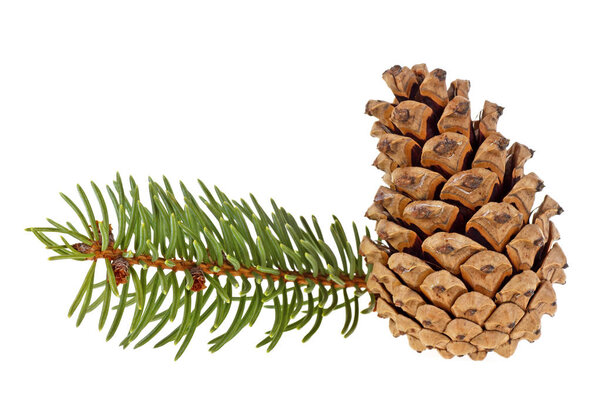 Pine cone with fir tree on white background