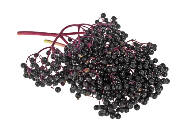 Elderberry branch isolated on a white background, healthy food. — Stock Photo, Image