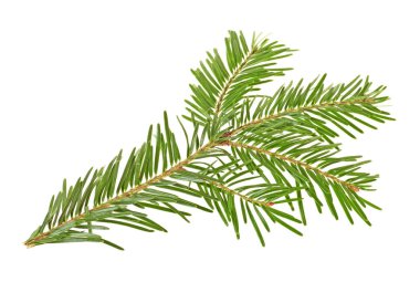 Ladin beyaz bir arka plan üzerinde dal